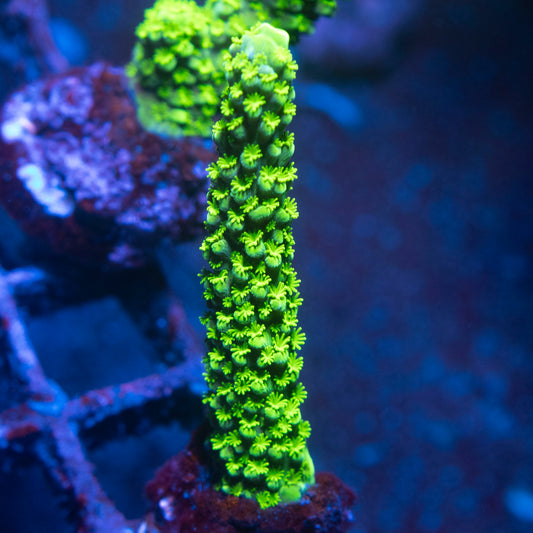 Bali Green Slimer Acropora