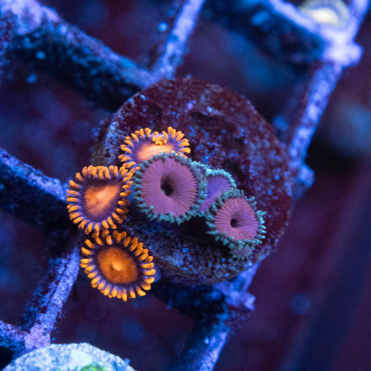 Bam Bam & Purple Urple Zoa&Paly