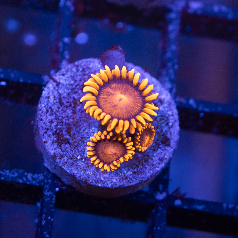 Bam Bam Zoa - AquaGemCorals