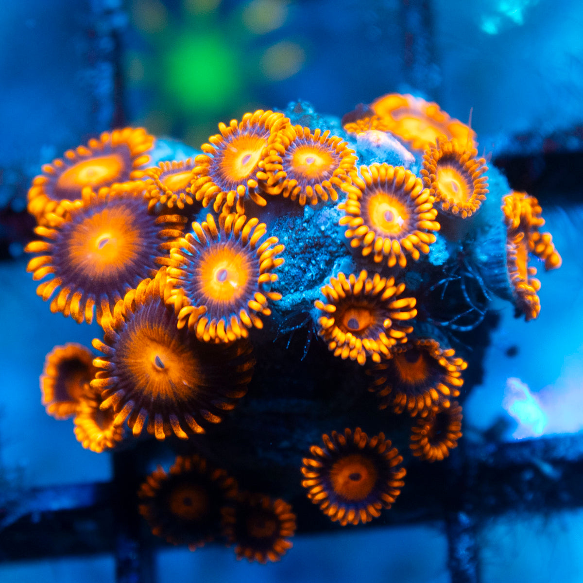 Bam Bam Zoa live reef coral - AquaGemCorals