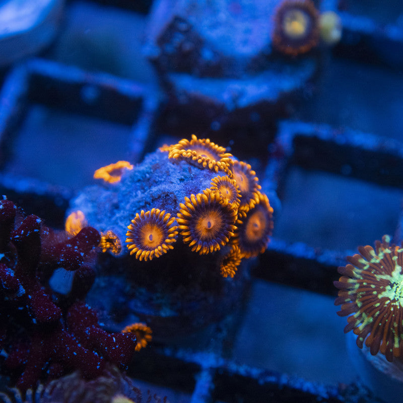 Bam Bam Zoas WYSIWYG live coral for sale at AquaGemCorals