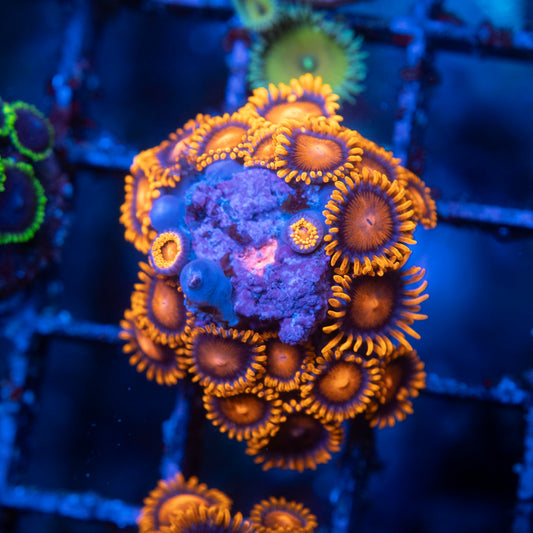Bam Bam Zoas WYSIWYG coral from AquaGemCorals