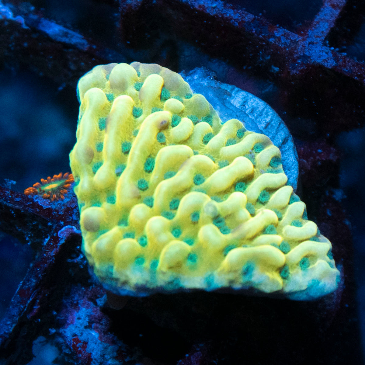 Beach Bum Monti coral frag from AquaGem Corals