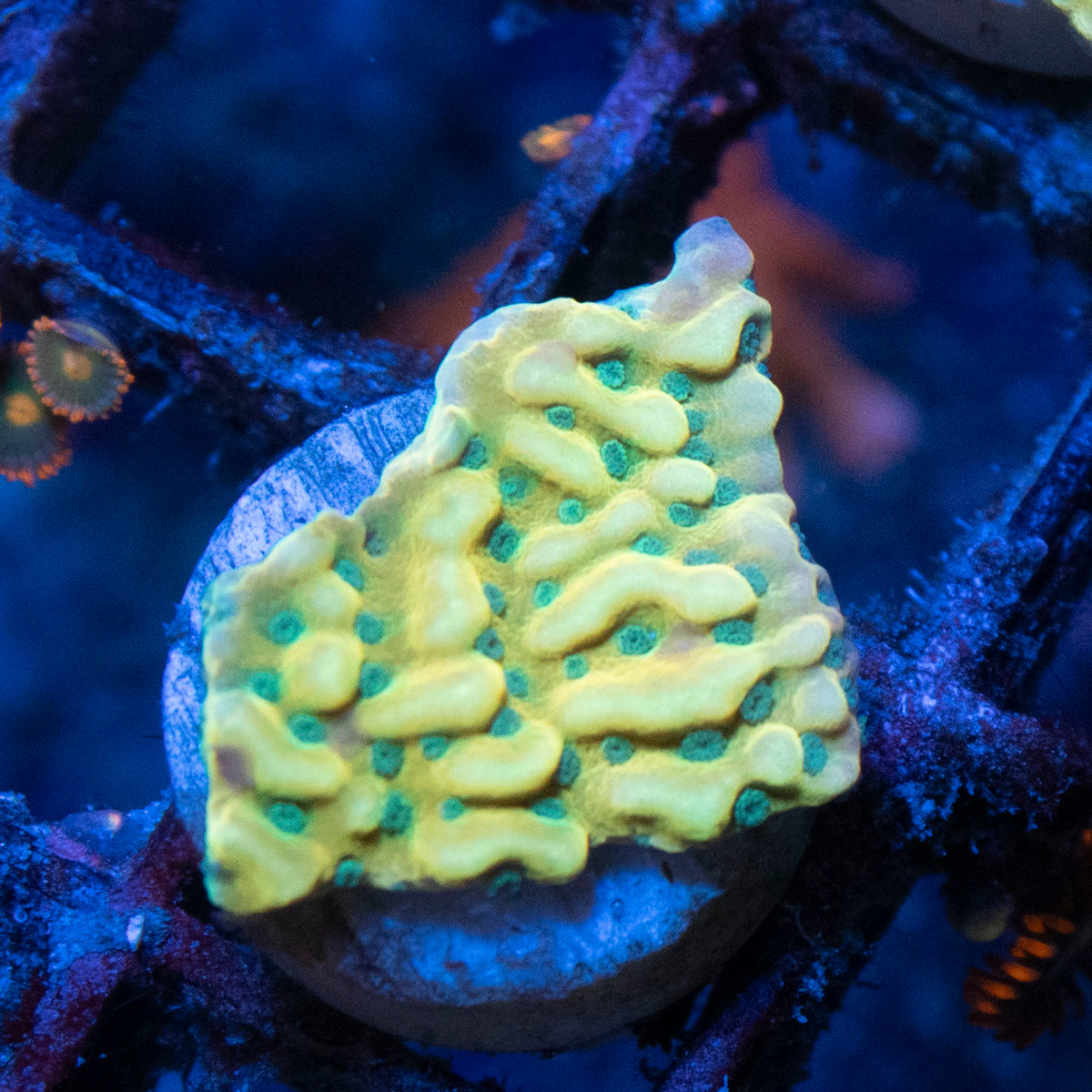 Beach Bum Monti coral frag from AquaGem Corals