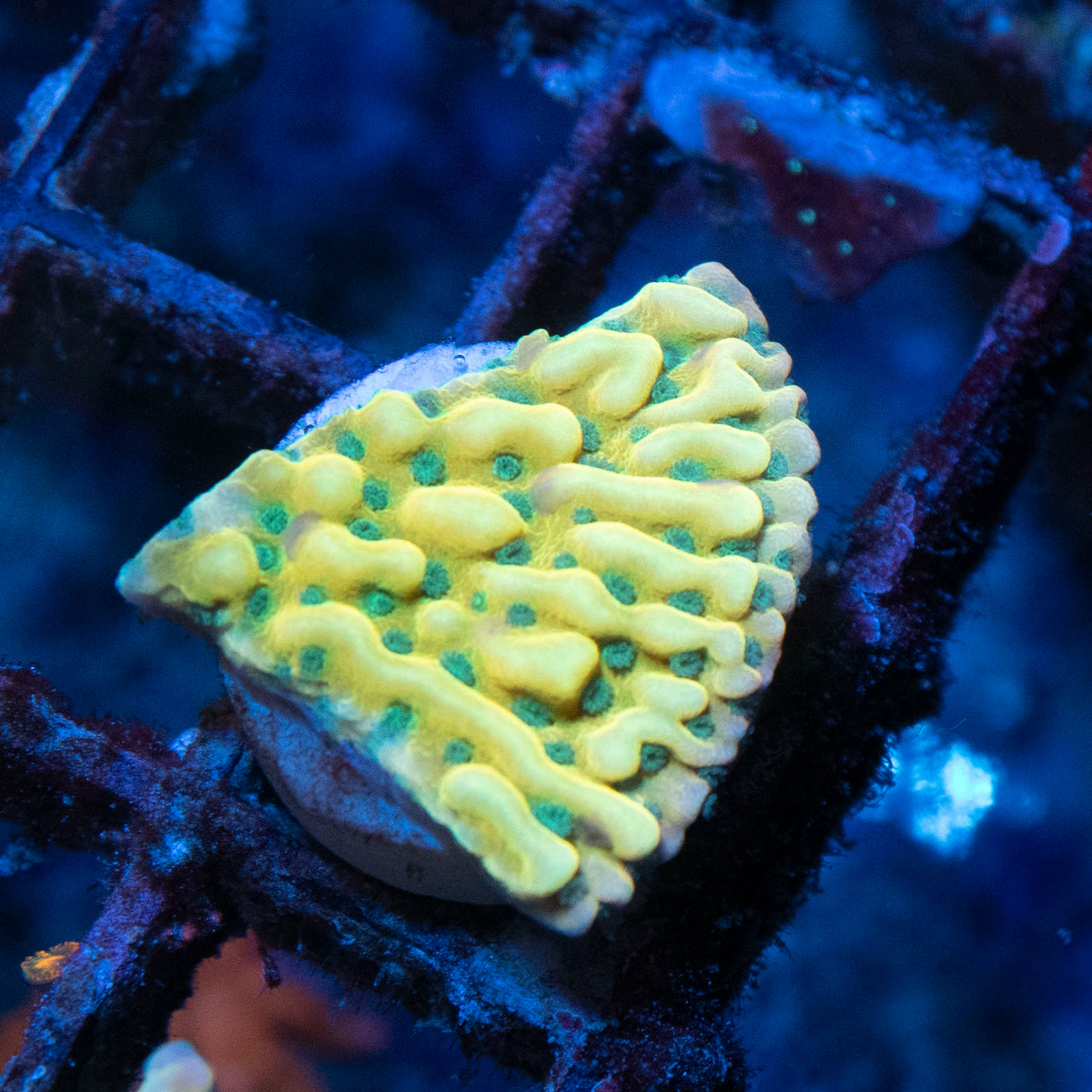 Beach Bum Monti coral frag from AquaGem Corals