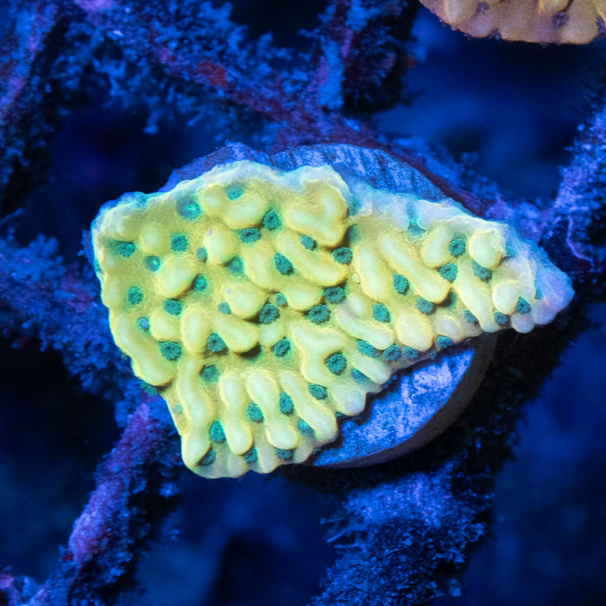 Beach Bum Monti coral frag from AquaGem Corals