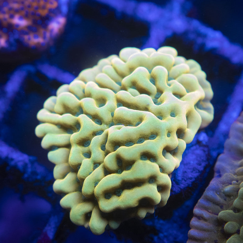 Beach Bum Monti WYSIWYG live coral for sale at AquaGemCorals