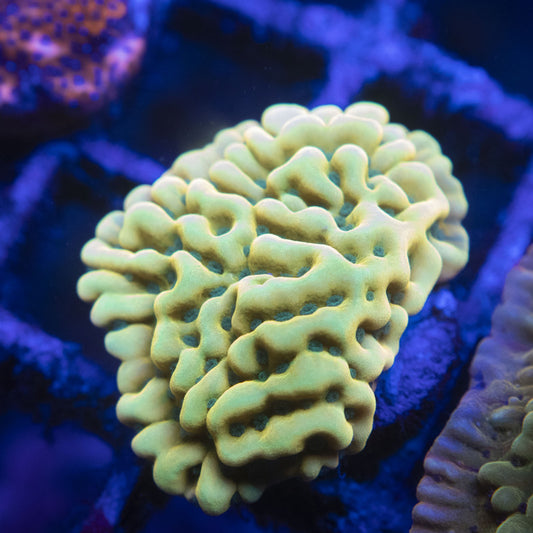 Beach Bum Monti WYSIWYG live coral for sale at AquaGemCorals