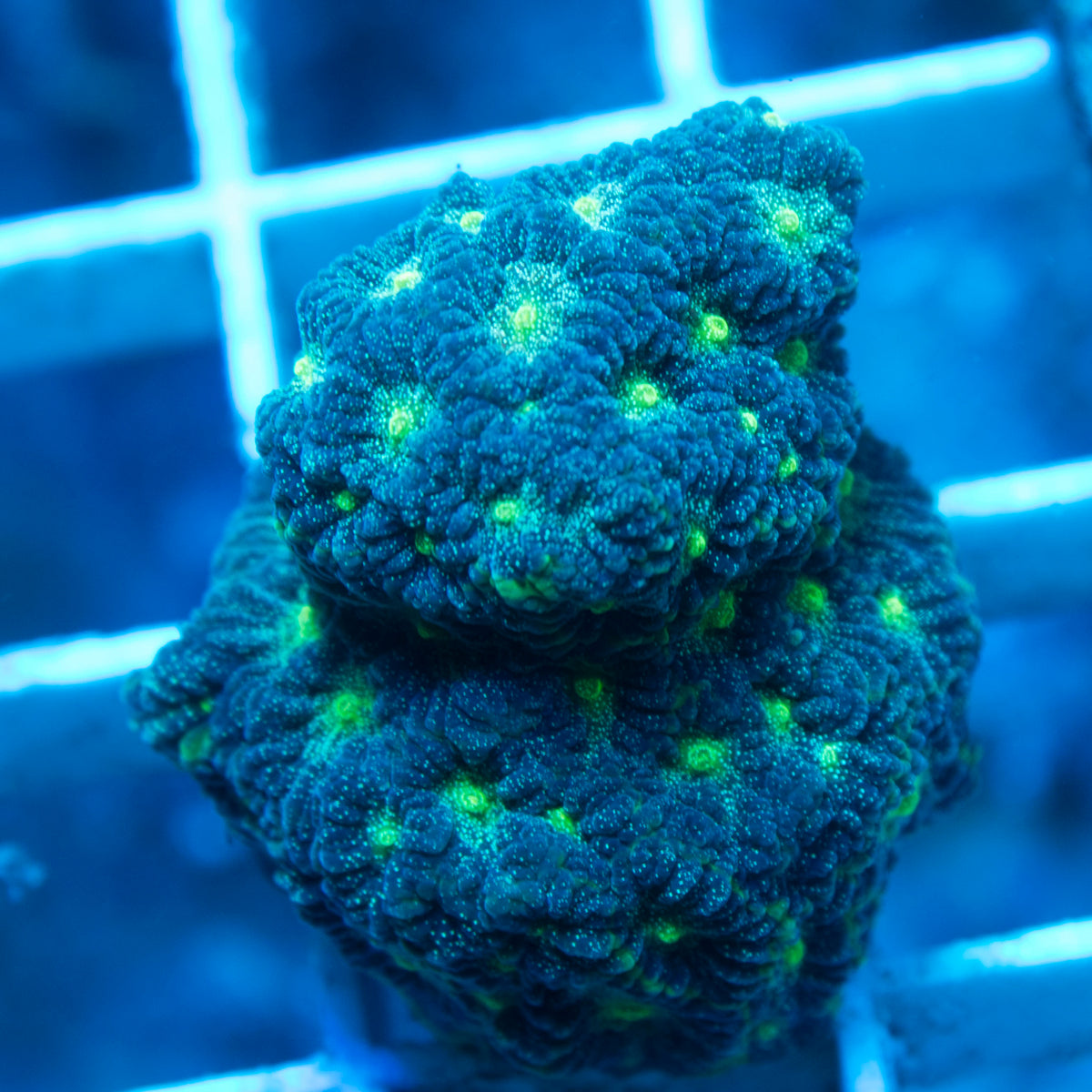 Bejeweld Favites live reef coral - AquaGemCorals