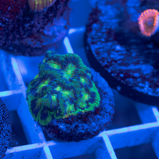 Bejeweled Favites - AquaGemCorals