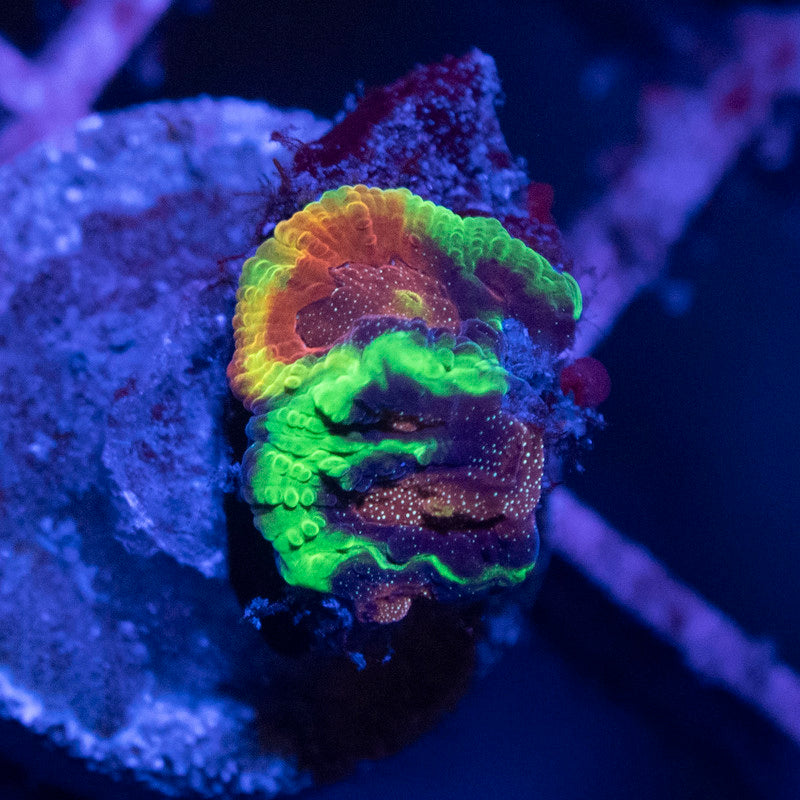 Bejeweled Favites - AquaGemCorals