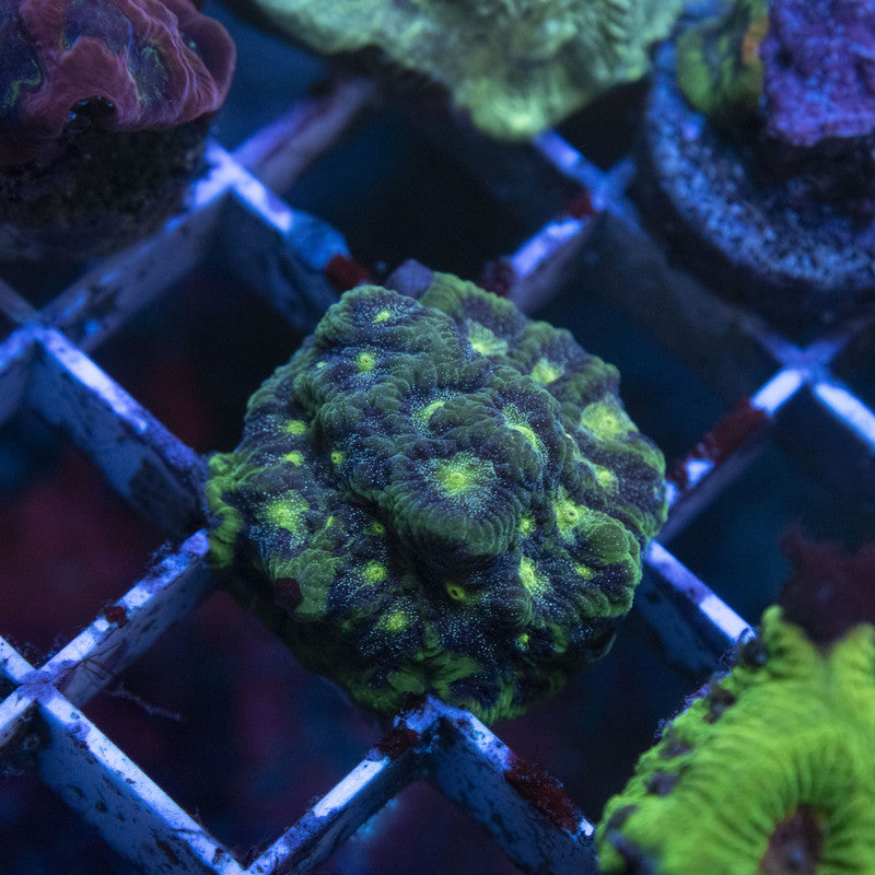 Bejeweled Favites (4)