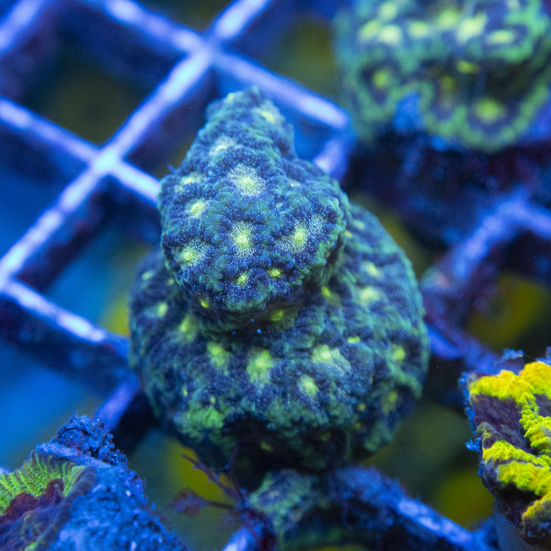 Bejeweled Favites WYSIWYG live coral for sale at AquaGemCorals