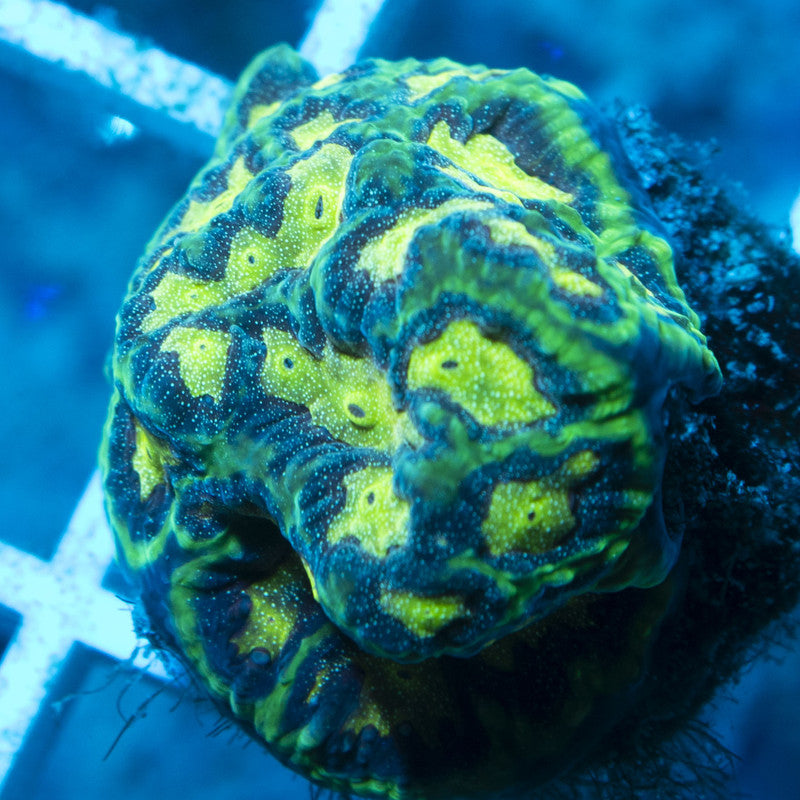 Bejeweled Favites live coral for reef aquarium
