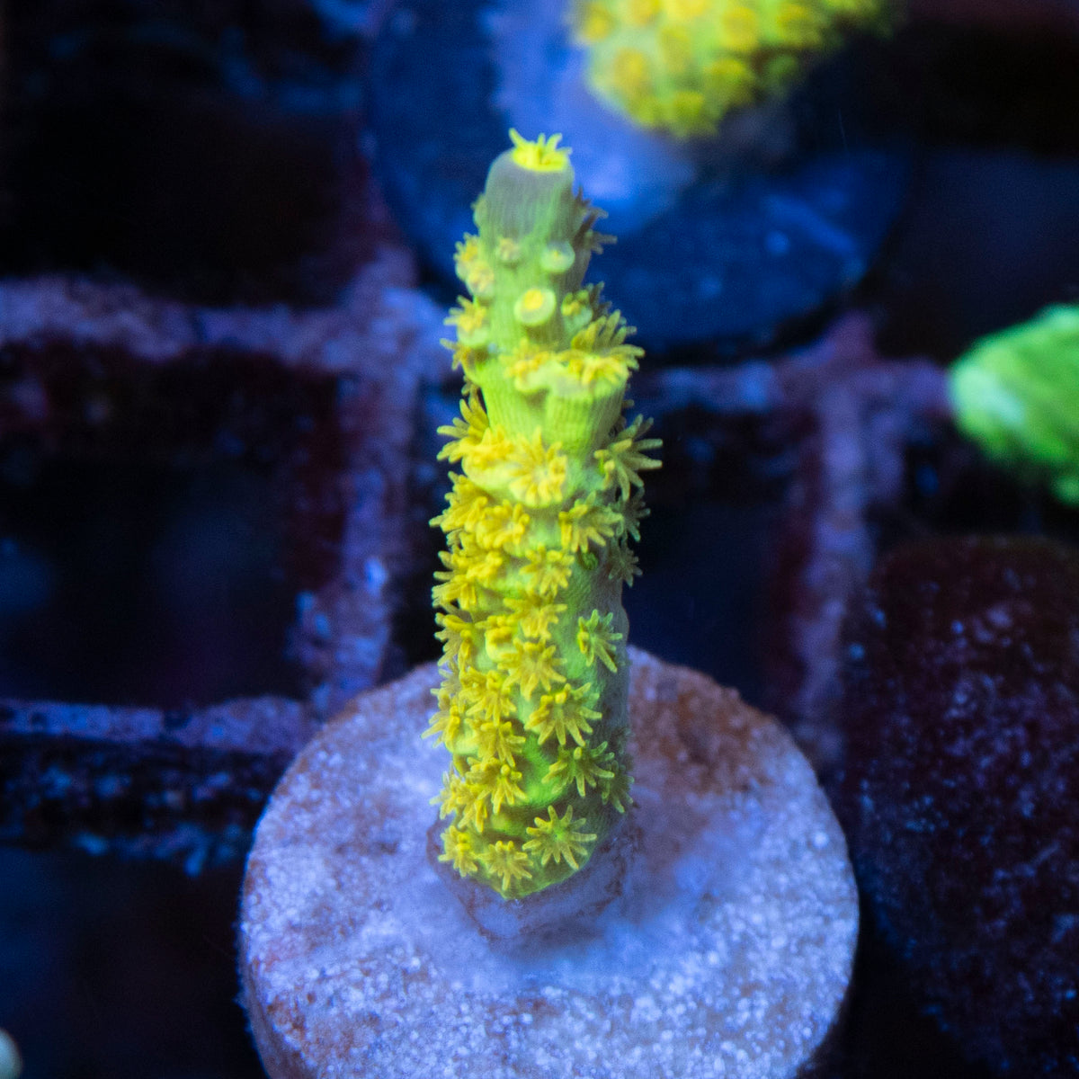 Big R Walt Disney  Acro coral frag from AquaGem Corals