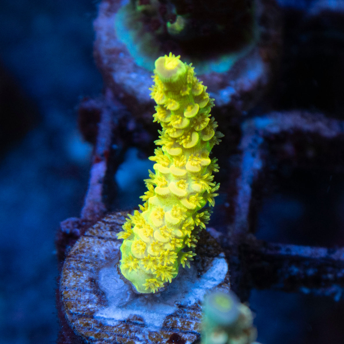 Big R Walt Disney  Acro coral frag from AquaGem Corals