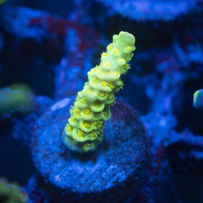 Big R Walt Disney Acropora WYSIWYG live coral for sale at AquaGemCorals
