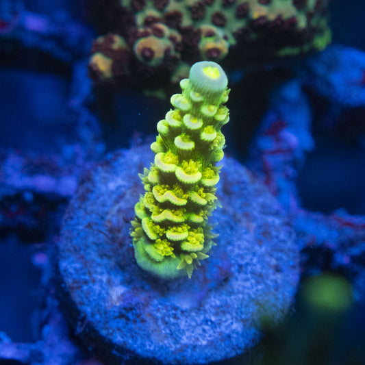 Big R Walt Disney Acropora WYSIWYG live coral for sale at AquaGemCorals