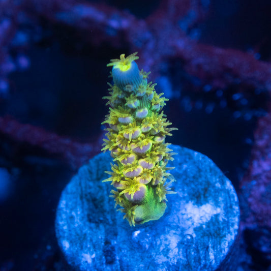 Big R Walt Disney Acropora