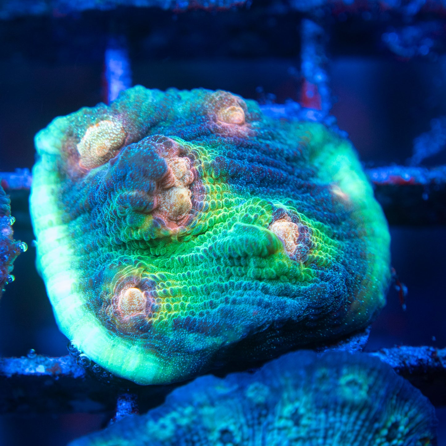 Big R Weirdo Chalice WYSIWYG coral from AquaGemCorals