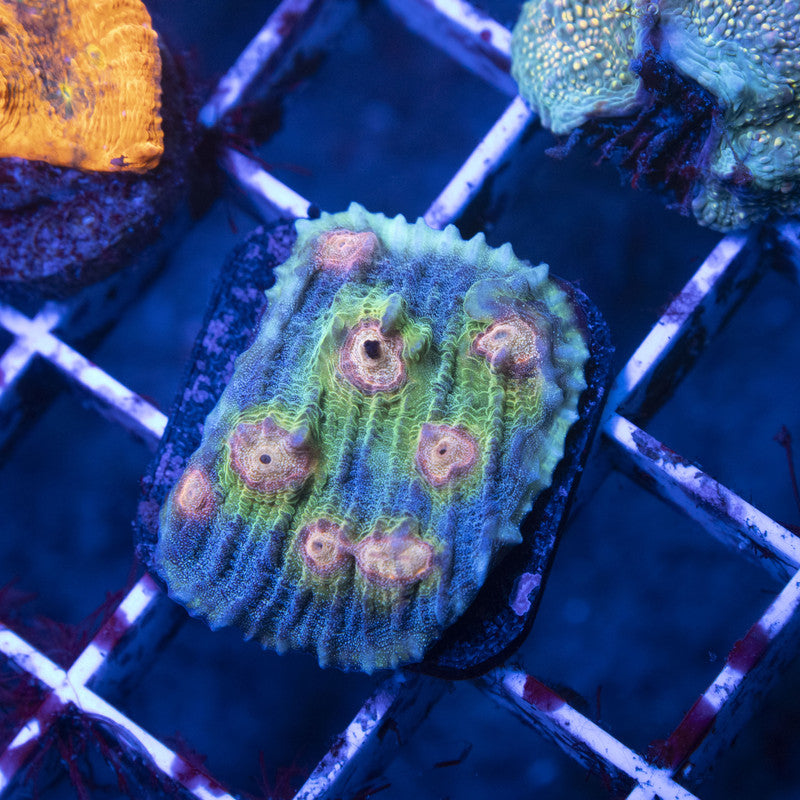 Big R Weirdo Chalice