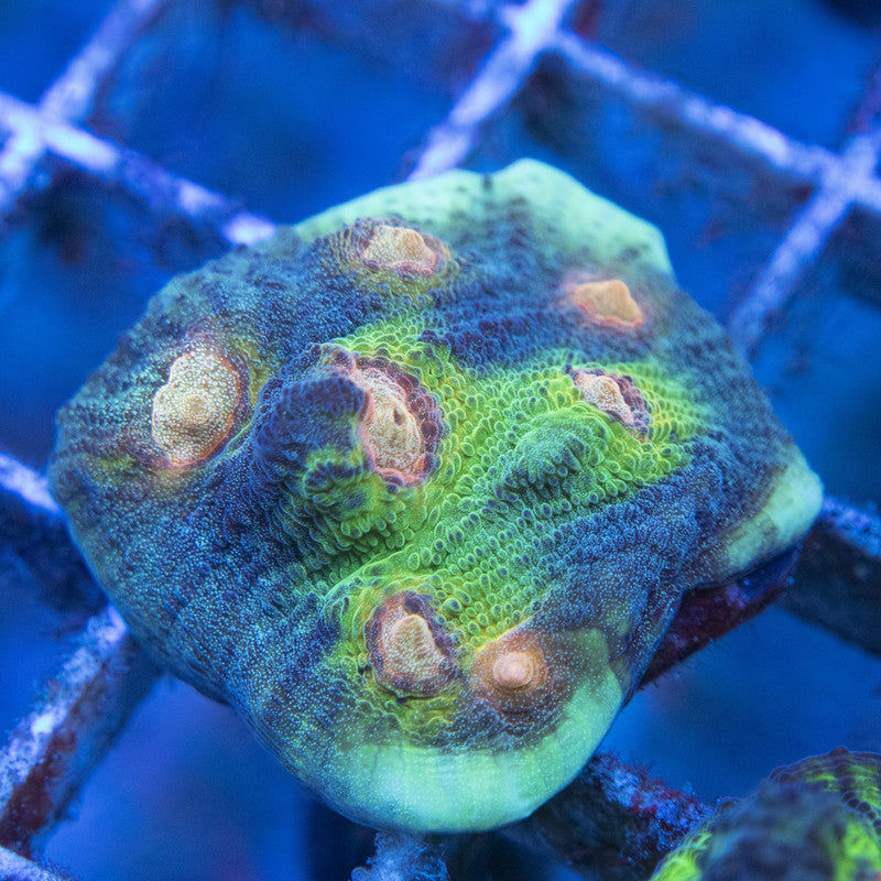 Big R Werido Chailce WYSIWYG live coral for sale at AquaGemCorals