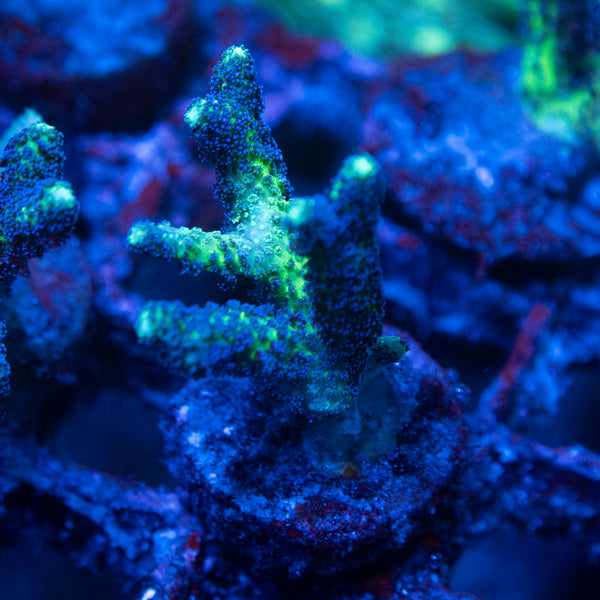 Bird of Paradise Seriatopora