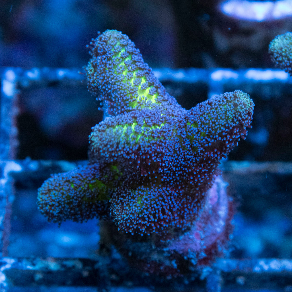Bird of Paradise Seriatopora coral frag from AquaGem Corals