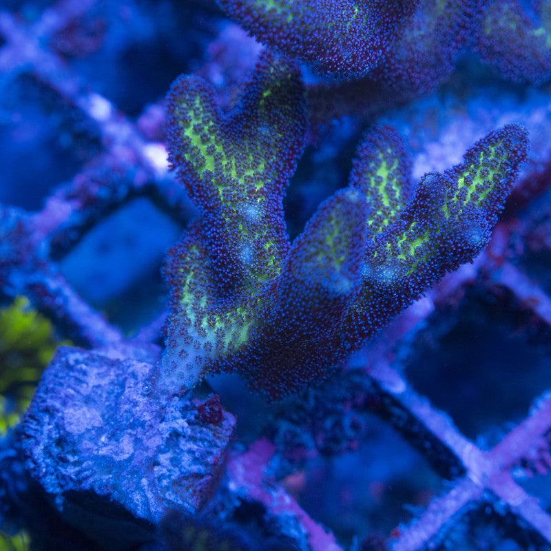 Birds of paradise Seriatopora WYSIWYG live coral for sale at AquaGemCorals