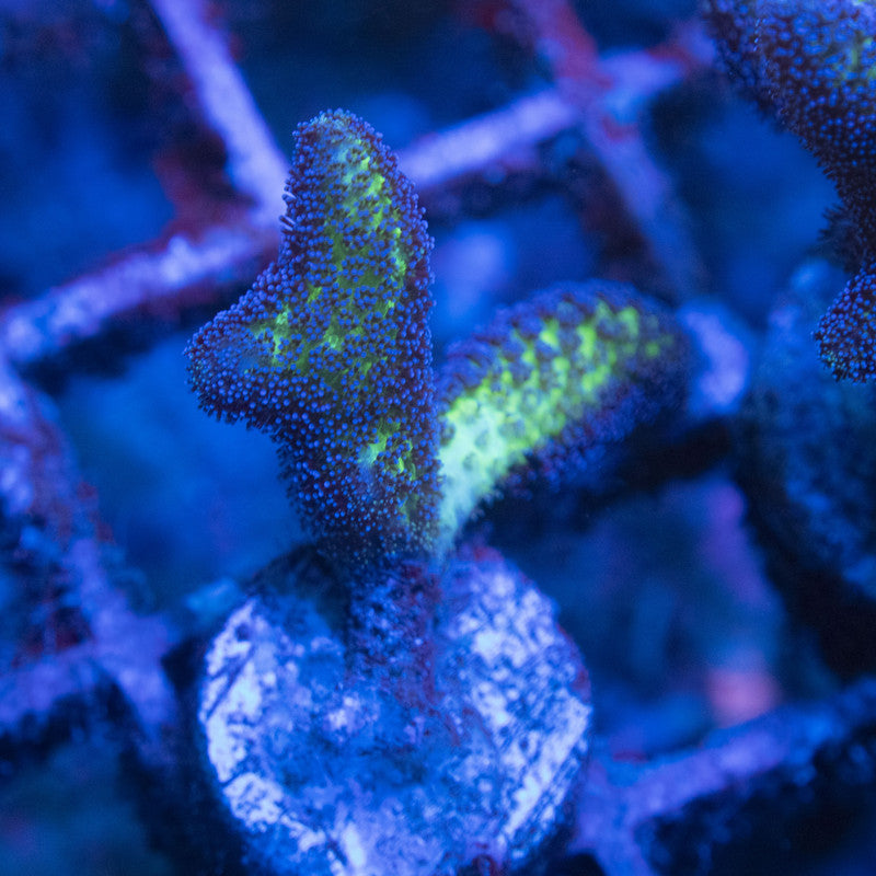 Birds of paradise Seriatopora WYSIWYG live coral for sale at AquaGemCorals
