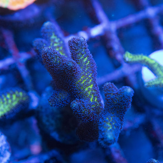 Birds of paradise Seriatopora WYSIWYG live coral for sale at AquaGemCorals