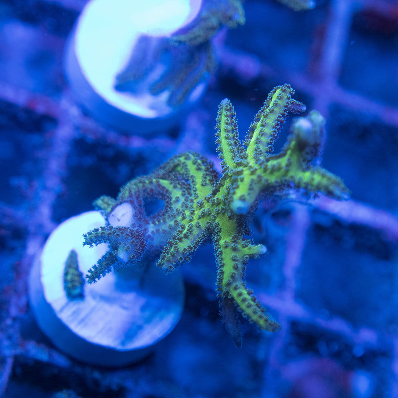 Birdsnest WYSIWYG live coral for sale at AquaGemCorals