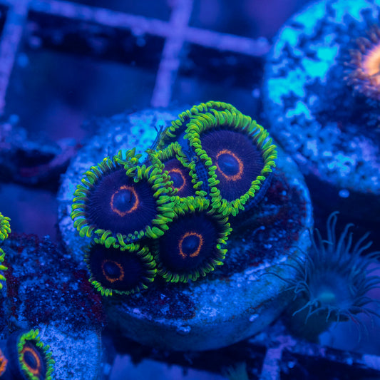 Black Eye Peas Zoas