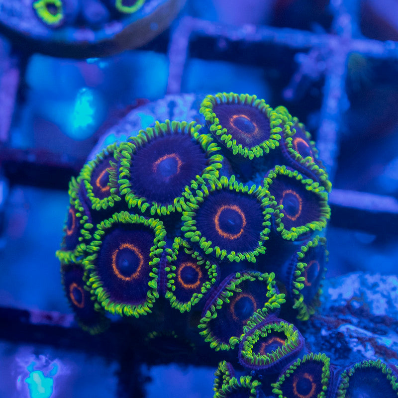 Black Eye Peas Zoas