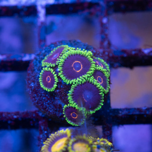 Black Eye Peas Zoas