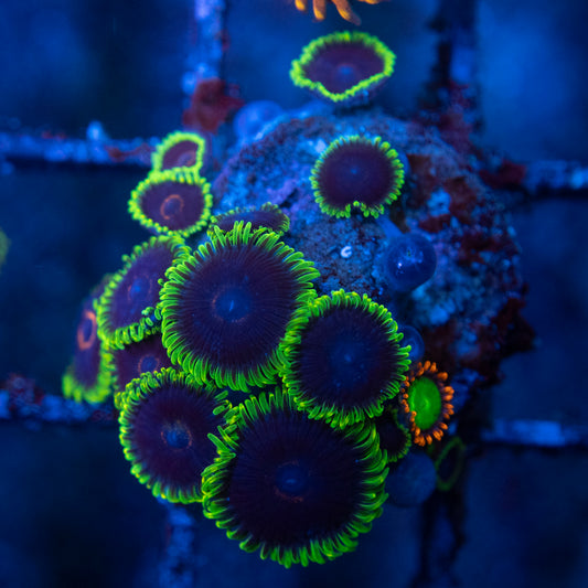 Black Eye Peas Zoas WYSIWYG coral from AquaGemCorals
