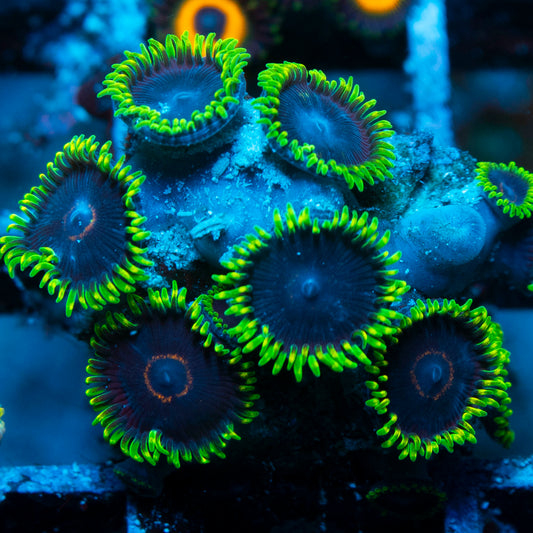 Black eye peas Zoas