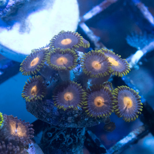 Blackout Zoas - AquaGemCorals