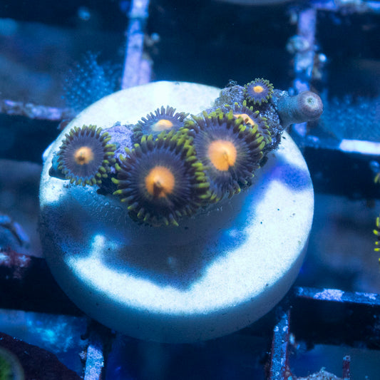 Blackout Zoas - AquaGemCorals