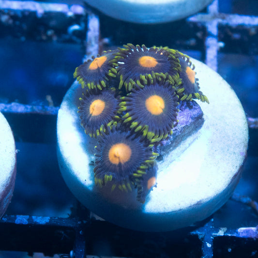 Blackout Zoas - AquaGemCorals