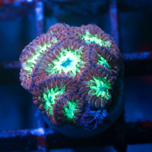 Blastomussa Merletti