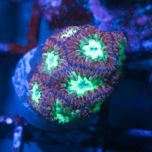 Blastomussa Merletti