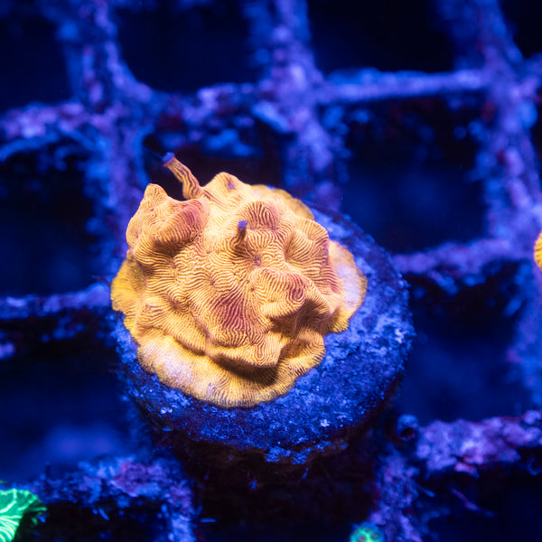 Blood Orange Leptoseris Coral