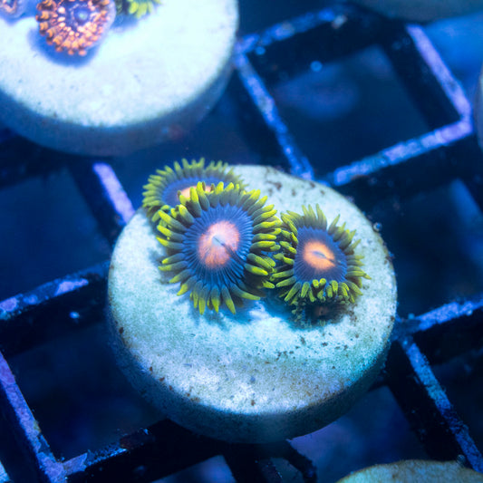 Blow Pop Zoas - AquaGemCorals