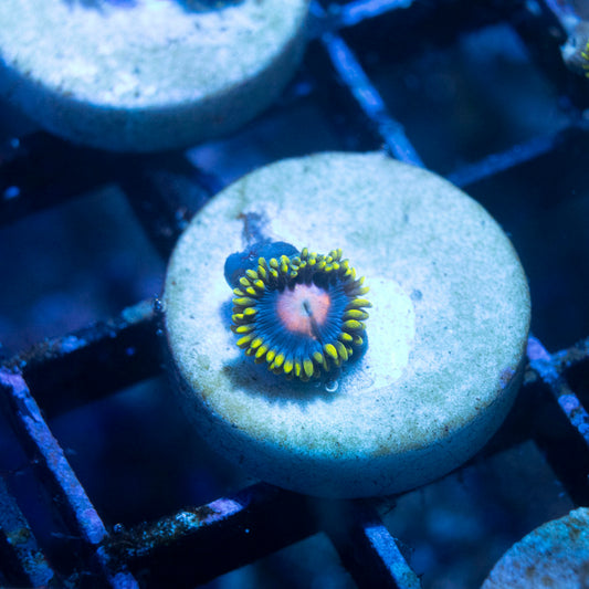 Blow Pop Zoas - AquaGemCorals