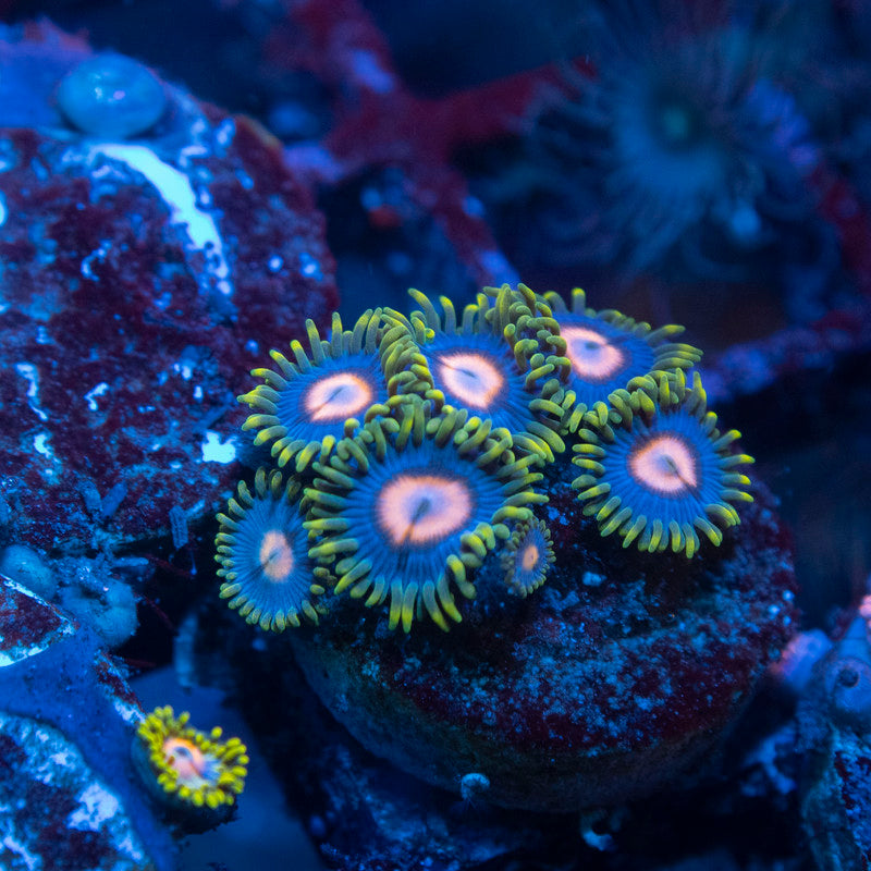 Blow Pop Zoas