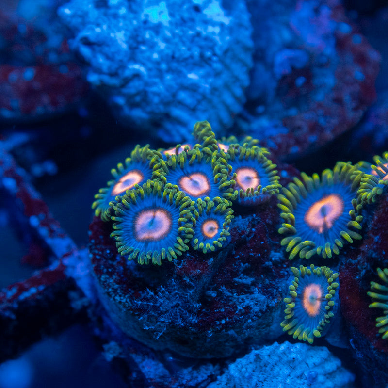 Blow Pop Zoas