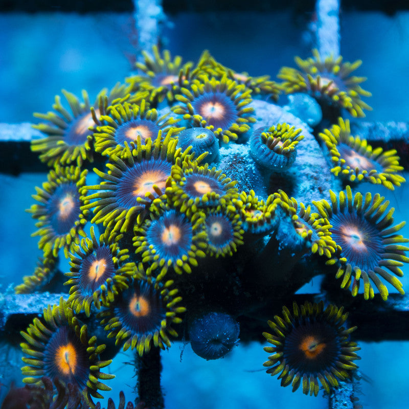 Blow Pop Zoas live coral for reef aquarium