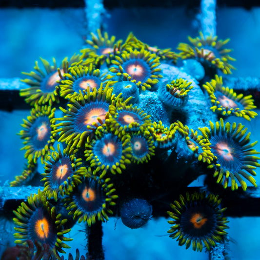 Blow Pop Zoas