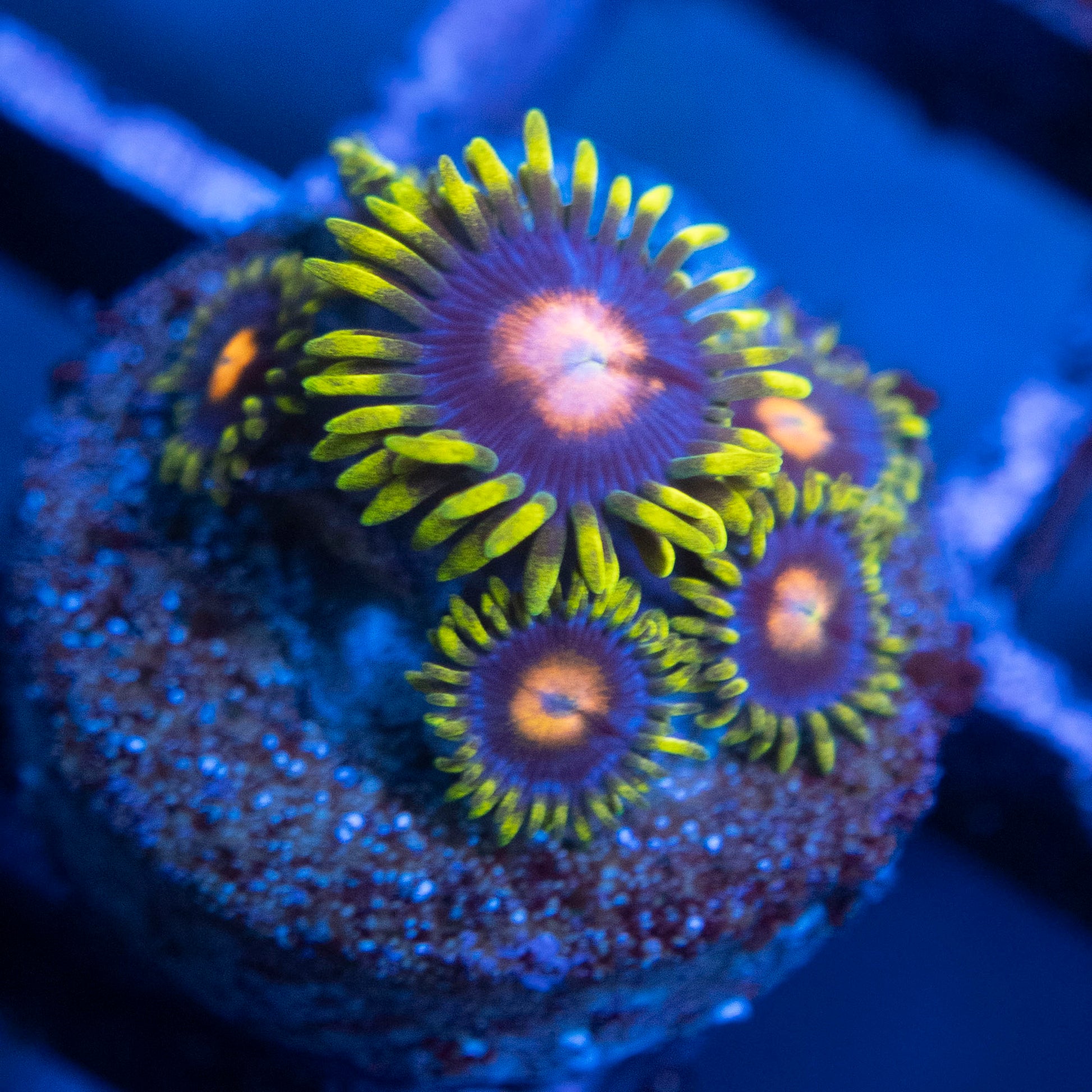 Blowpop Zoa  WYSIWYG coral from AquaGemCorals